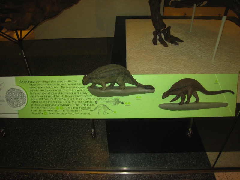 ankylosaurus