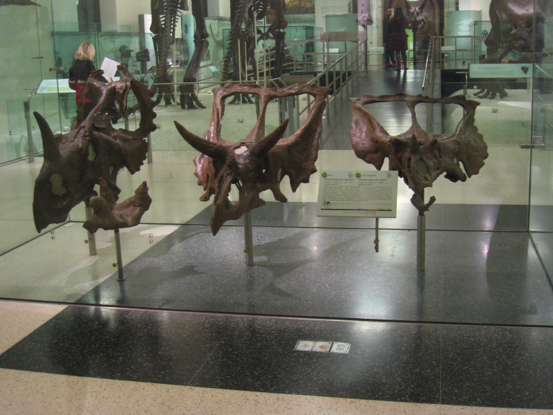 ceratopsians