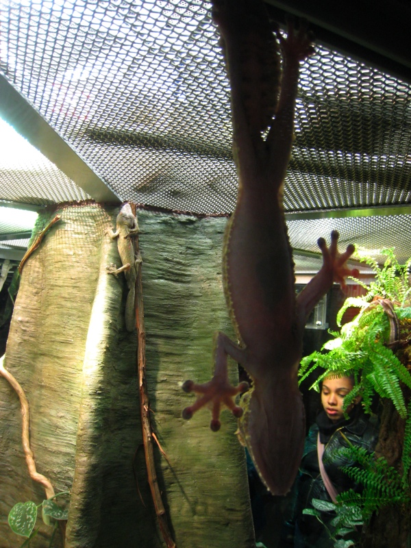 flat-tailed cage-sticker