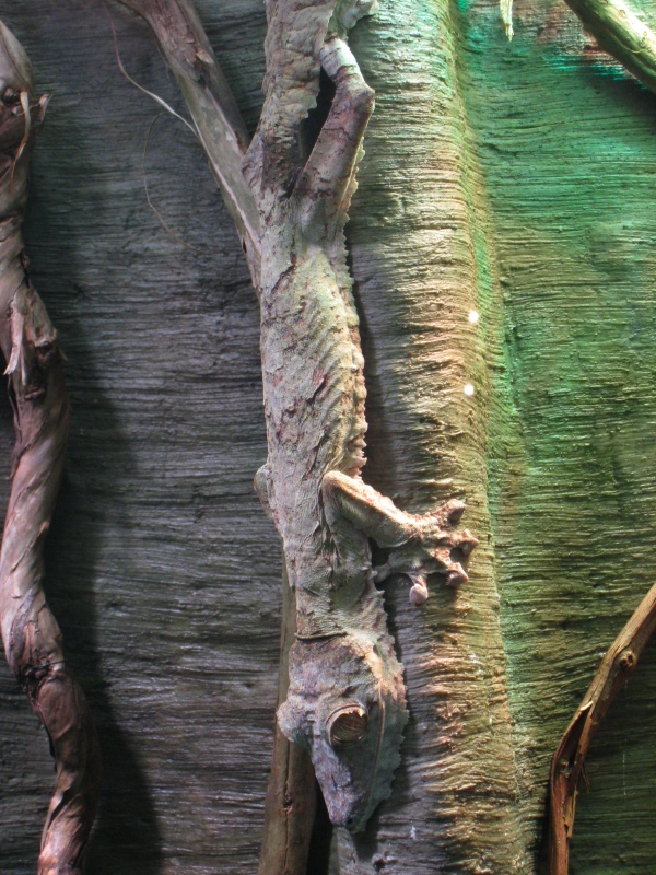 flat-tailed tree-sticker