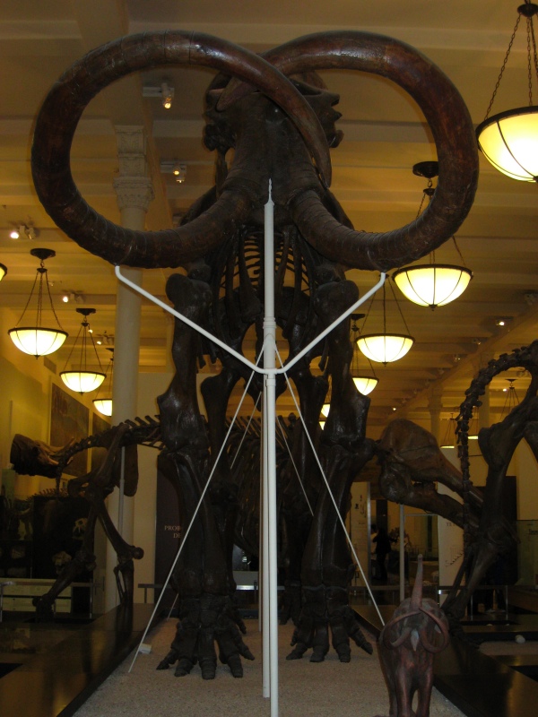 mammoth