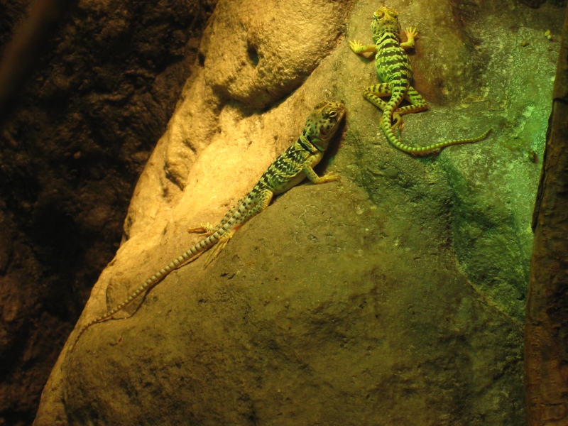 matching the greenish light