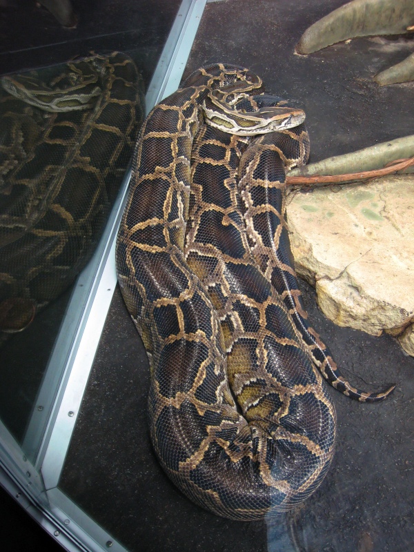 python
