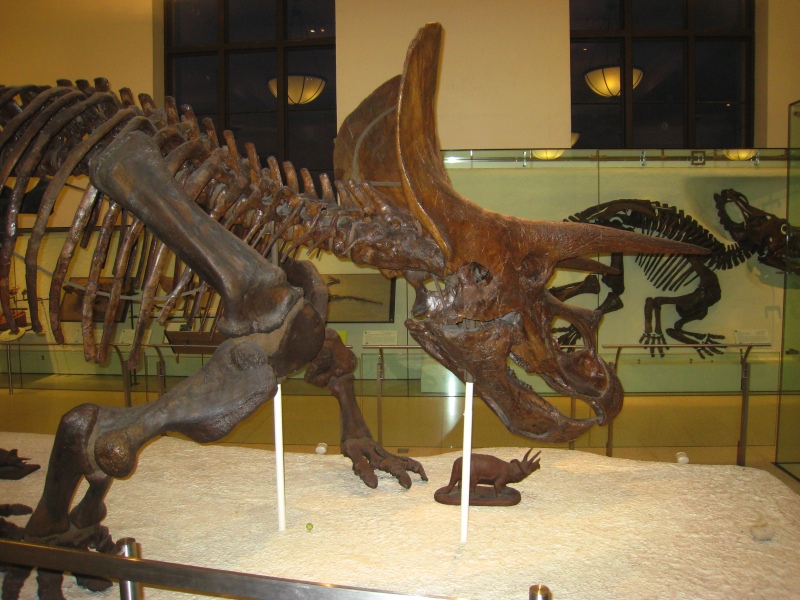 triceratops