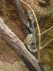 2 lizards (big ears???)