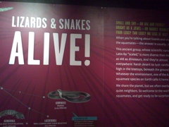 Lizards & Snakes Alive!