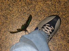 Say hello to my little friend