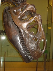 The better to eat you with!