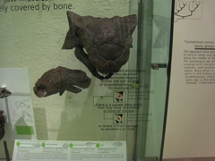 ankylosaur skull