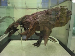 ankylosaurus