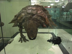 ankylosaurus