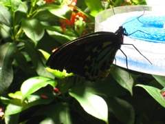 butterflies - 1