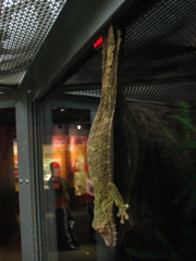 flat-tailed cage-sticker