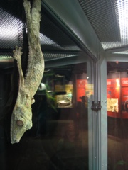 flat-tailed cage-sticker