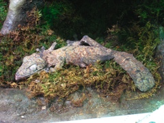 flat-tailed dead-player