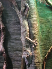 flat-tailed tree-sticker