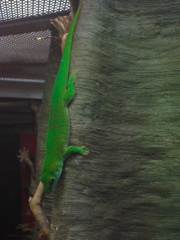 green, with red spots