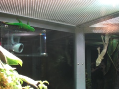 green, with red spots