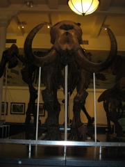 mammoth