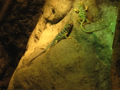 matching the greenish light