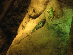 matching the greenish light