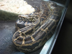 python