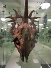 styracosaurus