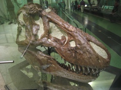 t rex