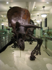 triceratops