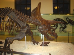triceratops