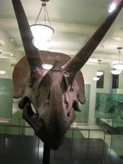 triceratops
