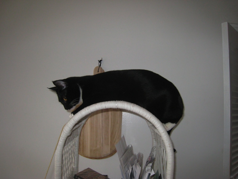 Gillie & Enki, 2009-04 - 02