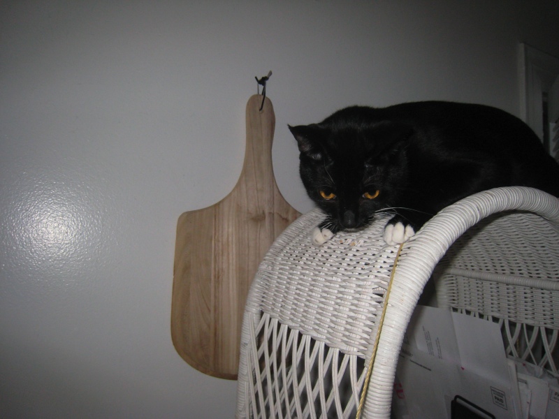 Gillie & Enki, 2009-04 - 03