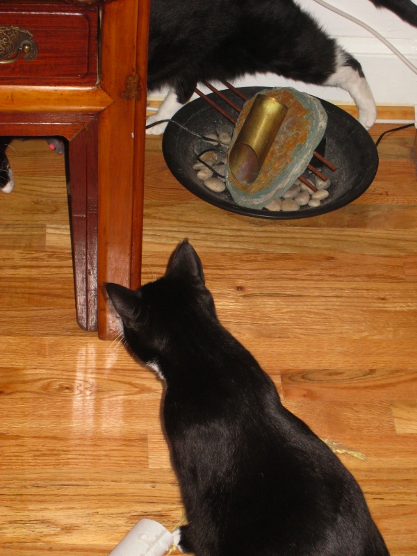 Gillie & Enki, 2009-04 - 09