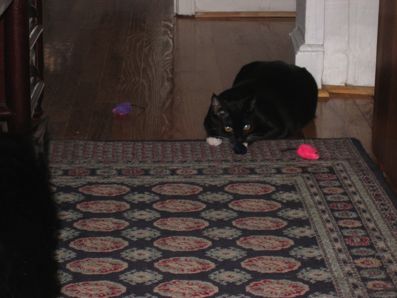 Gillie & Enki, 2009-04 - 10