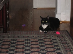 Gillie & Enki, 2009-04 - 11