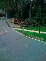 Tree down (iPhone)